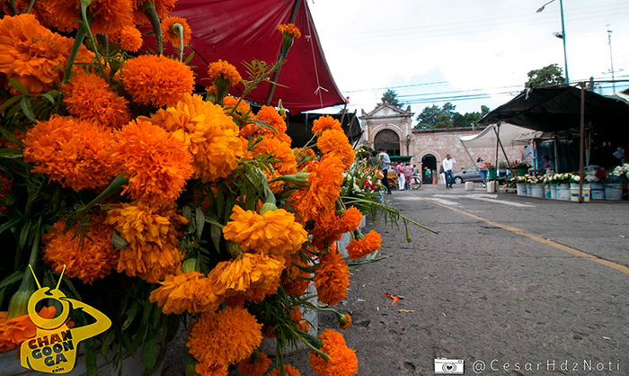 Morelia Venta De Flor De Muertos Cayó 70%; Vendedores Piden Apertura