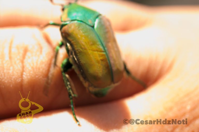 Ya Es Temporada De Mayates En Morelia ¿Los Has Visto? Noticias de última hora Ya Es Temporada De Mayates En Morelia ¿Los Has Visto? Noticias de última hora