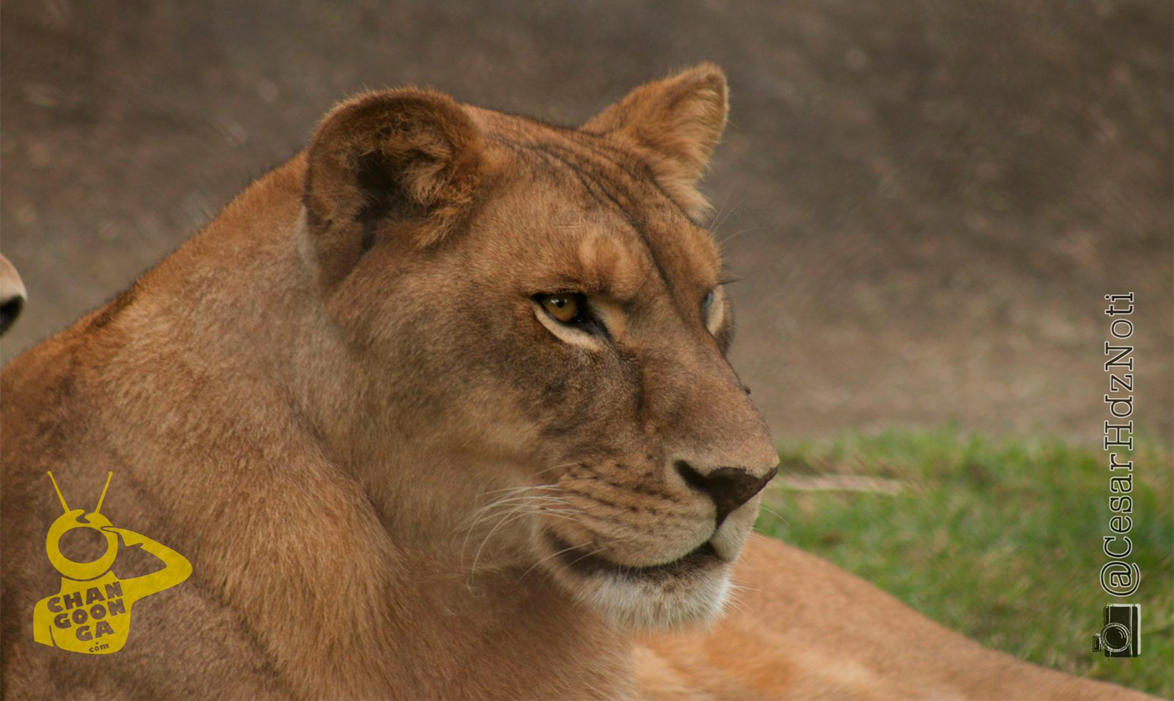 Zoo De Morelia Alberga +200 Animales Rescatados Narcos Gustan De