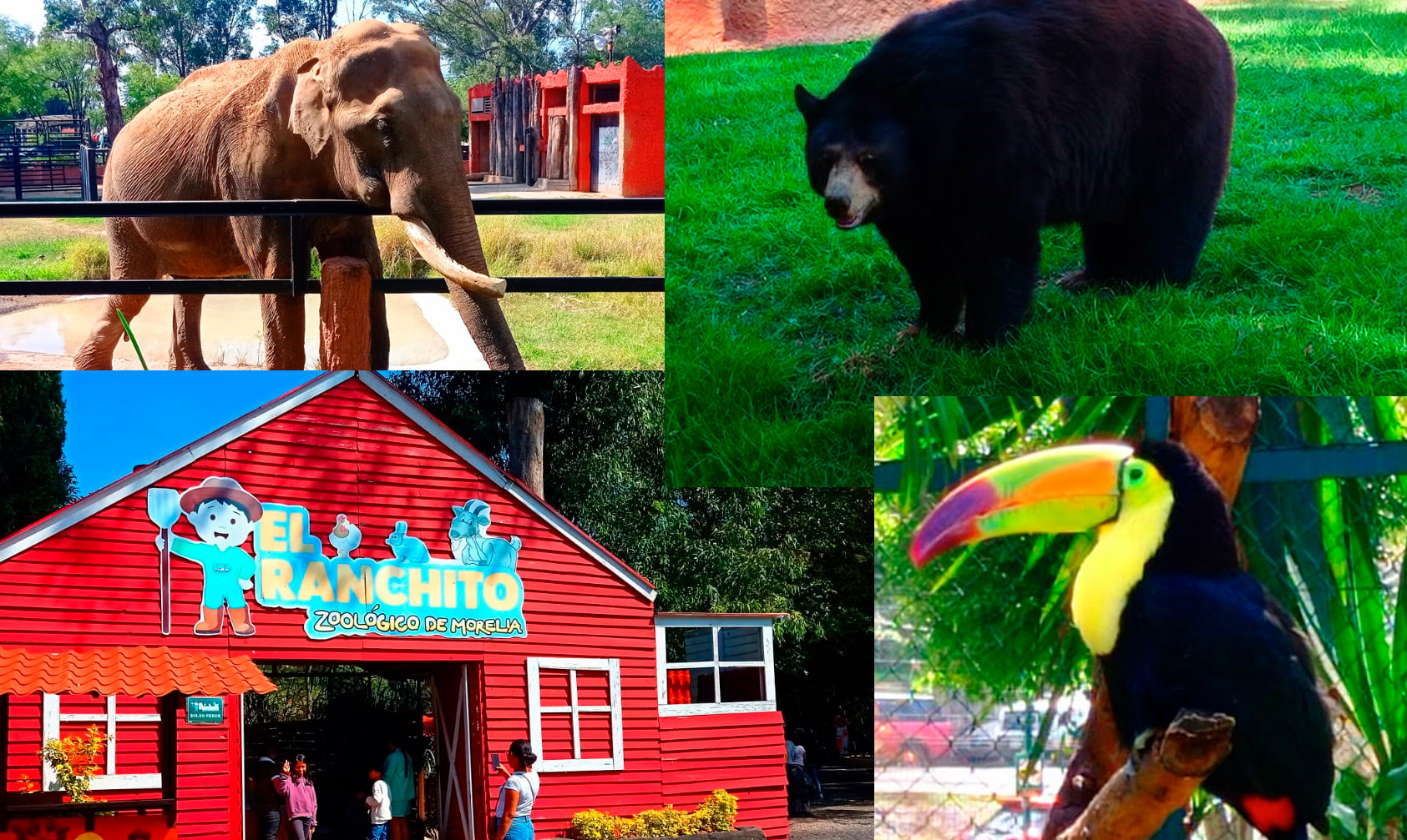 Morelia Zoológico Es Económico Para Disfrutar En Familia