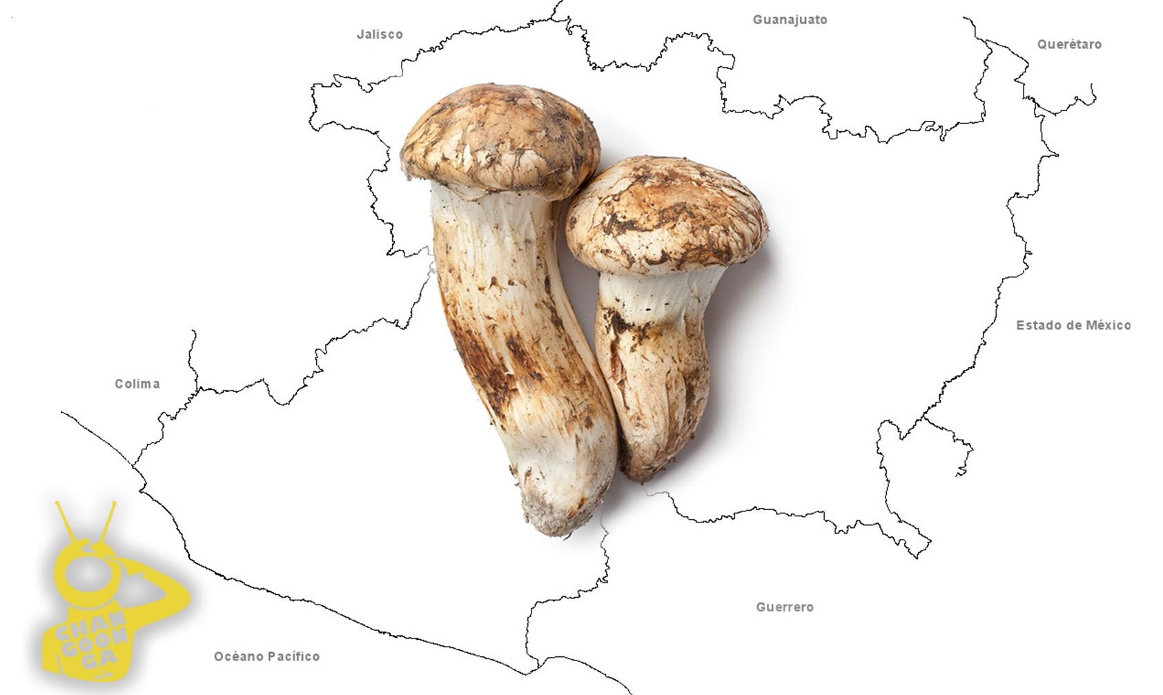 Hongo Michoacano ‘Matsutake’ Se Vende En Japón En 40 Mil Pesos