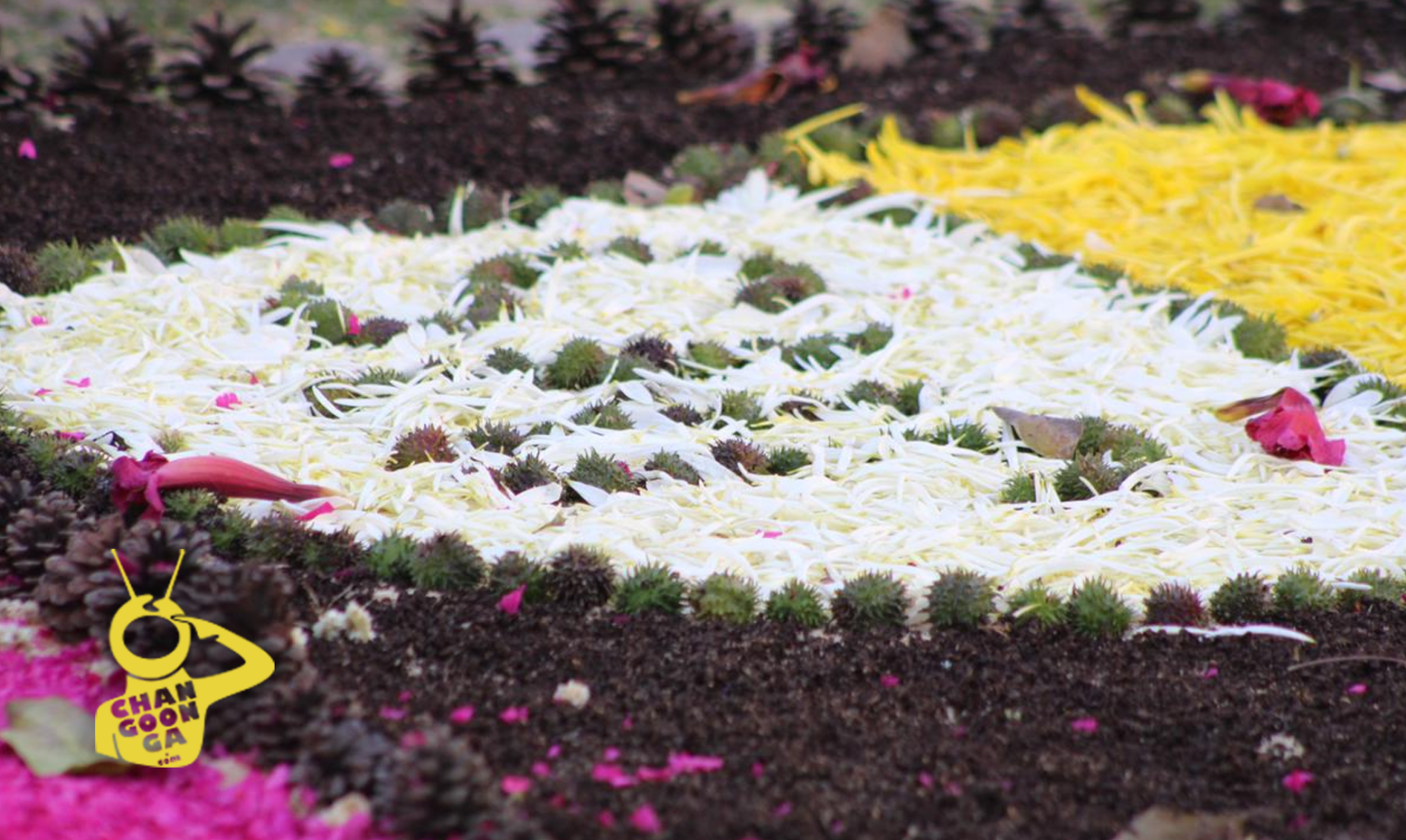 Tapetes Florales De Patamban Entran A Lista Para Considerarlos ...